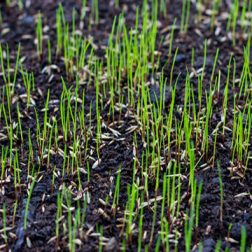 Grass Seed