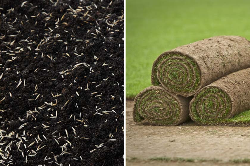 sod-grass seed sod-grass seed
